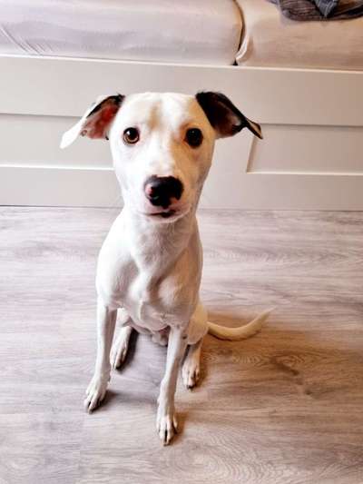 Windhunde - Treffen der besonderen Schönheiten
HERZLICH WILLKOMMEN-Beitrag-Bild