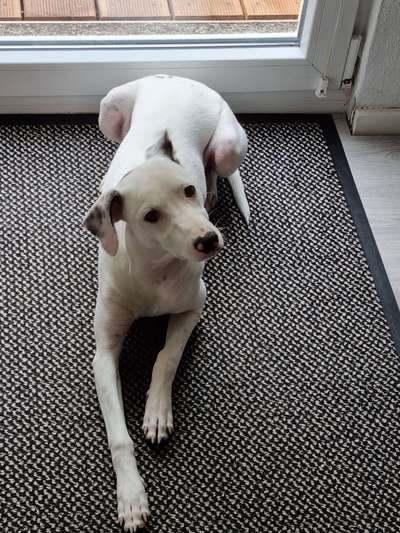 Podencomischling oder Podenco-Beitrag-Bild