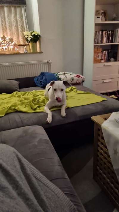 Windhunde - Treffen der besonderen Schönheiten
HERZLICH WILLKOMMEN-Beitrag-Bild