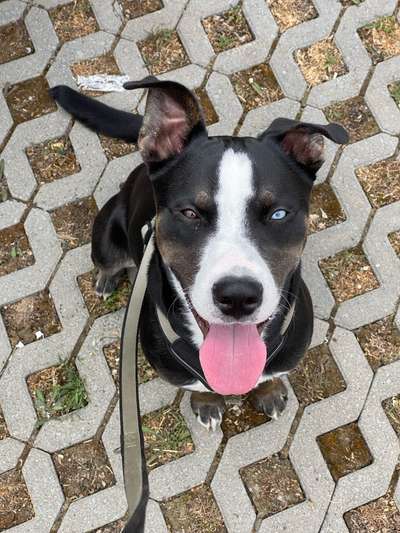Hundetreffen-Hundegesellschaft im Homeoffice 🐾-Bild