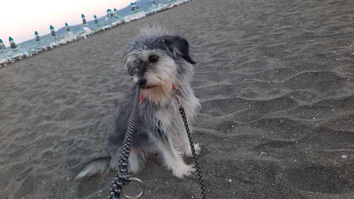 Mischlinge raten - Rätselspaß-Beitrag-Bild