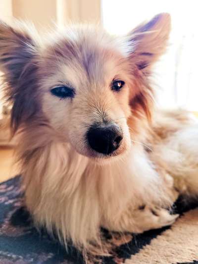 Unsere Fellnasen im Regenbogenland-Beitrag-Bild