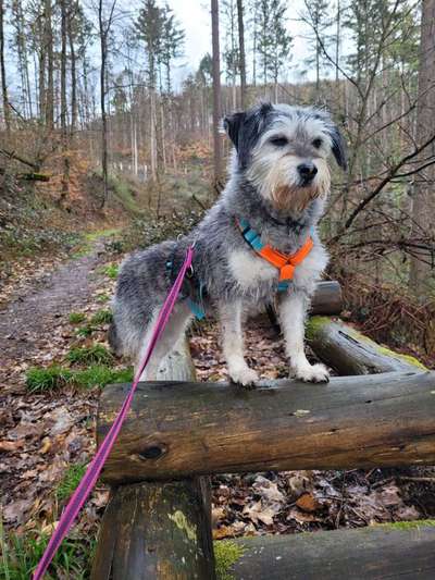 Hundetreffen-Gemeinsame Spaziergänge mit Schleppleine-Bild