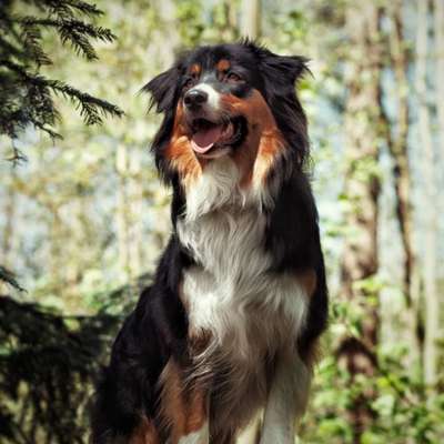 Hundetreffen-„Gassirunde“-Bild