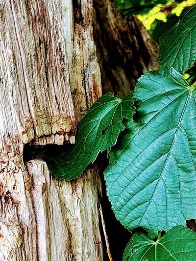 Bäume mit Gesicht-Beitrag-Bild