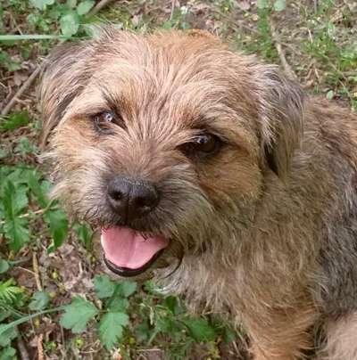 Border Terrier-Beitrag-Bild