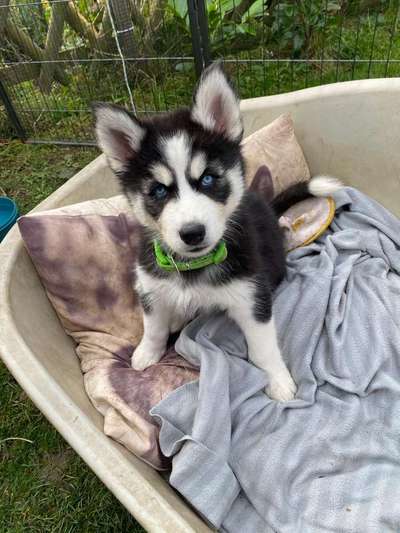 Welpen Bilder !-Beitrag-Bild