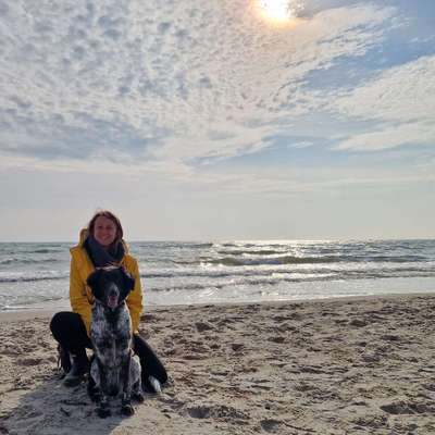 Hundetreffen-Spazieren mit Trainingssequenzen