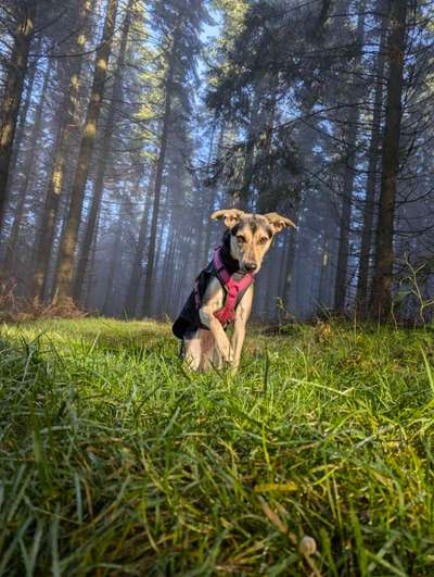 Hundetreffen-Mit dem Hund in den Taunus-Bild