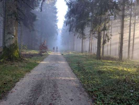 Hundetreffen-8-12 km durch den Taunus-Bild