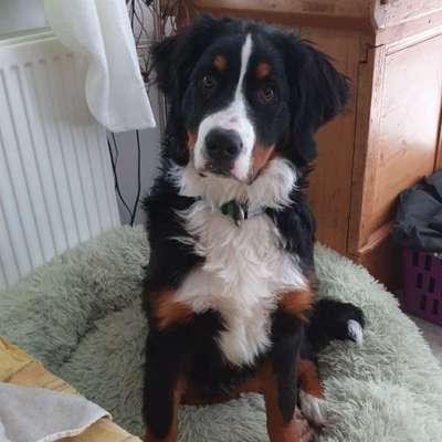 Hundetreffen-Spielrunde