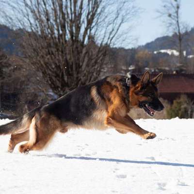 Deutsche Schäferhunde, Belgische Schäferhunde.-Beitrag-Bild