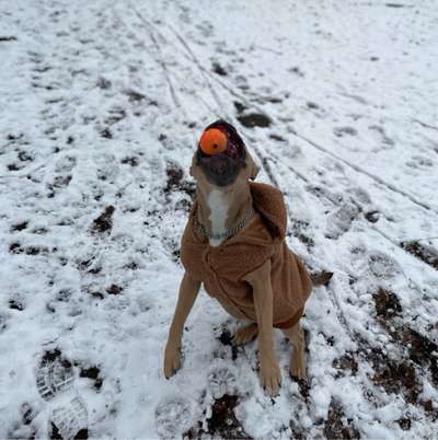 Hundetreffen-Gassirunde oder Hundewiese-Bild