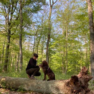 Hundetreffen-Hundegruppe Leegebruch und Umgebung-Bild