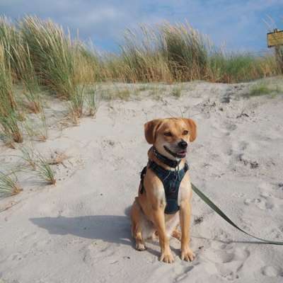 Hundetreffen-Lust auf Garten-Dates & Gassirunden? 🐾-Bild