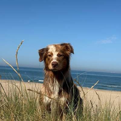 Hundetreffen-Hundefreund/in gesucht-Bild