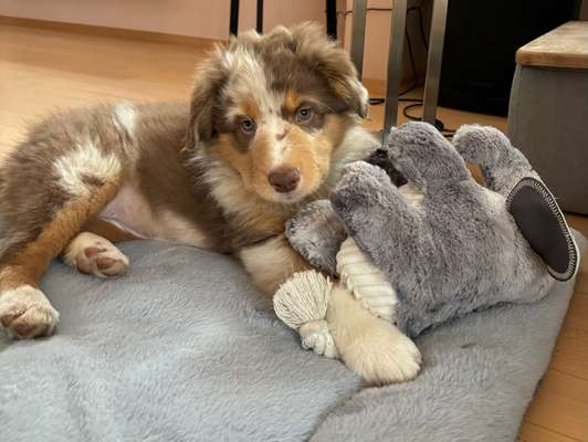 Hundetreffen-Welpen-Treffen-Bild