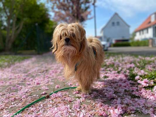 Havaneser-Beitrag-Bild