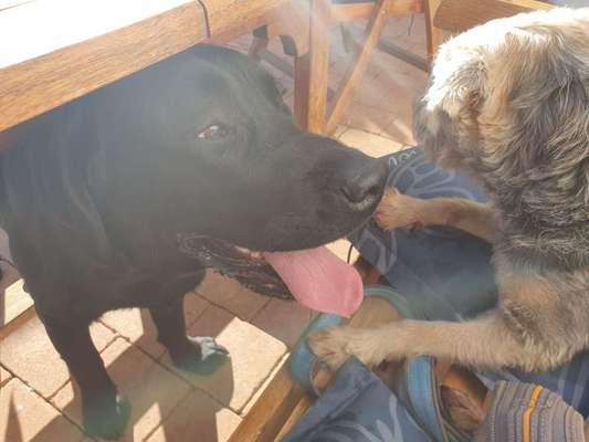 Rasseporträt Labrador-Beitrag-Bild