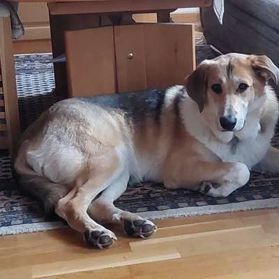 Hundetreffen-Treffen am Hundeplatz in Bargfeld-Stegen-Bild