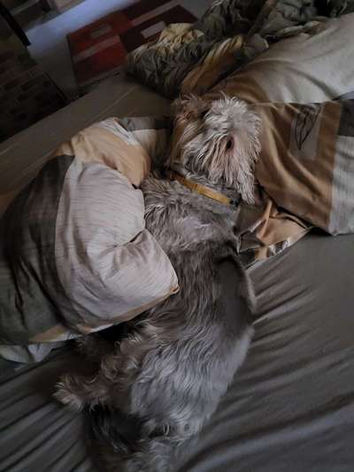 Darf der Hund bei Euch im Bett schlafen?-Beitrag-Bild