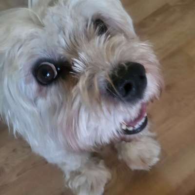 Terrier-Beitrag-Bild