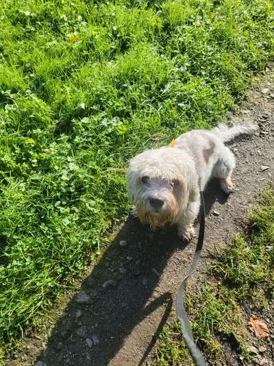 Dandie Dinmont Terriet-Beitrag-Bild