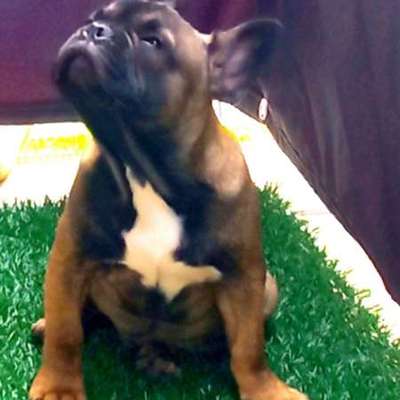 Hundetreffen-Spielgefährte gesucht-Bild