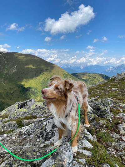 Die Dogorama Kalender Challenge Titelbild-Beitrag-Bild