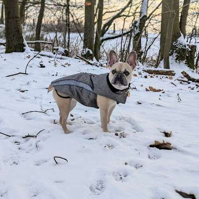 Hundetreffen-Spaziergang/Spielrunde kleine Junghunde-Bild