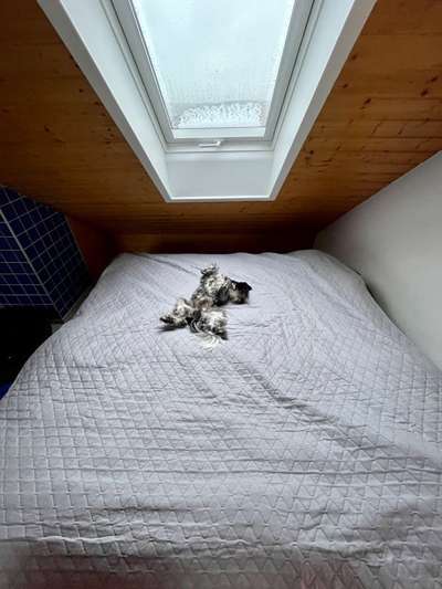 Zeigt mir die lustigsten Schlafpositionen eurer Fellnasen-Beitrag-Bild