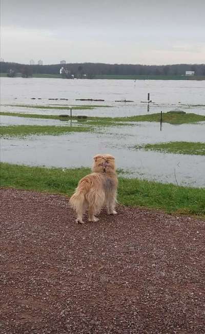 Dogorama-Monats-Challenge-Mai "Wasser"-Beitrag-Bild