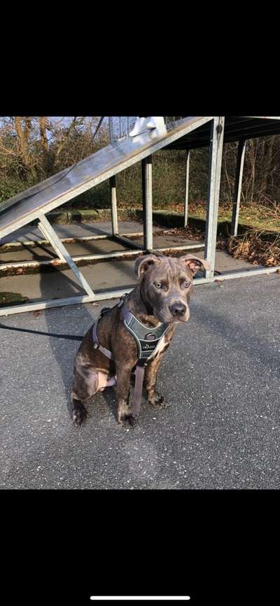 Wo sind meine AMERICAN BULLDOGS?-Beitrag-Bild