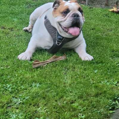 Hundetreffen-Lennox sucht neue Freunde-Profilbild