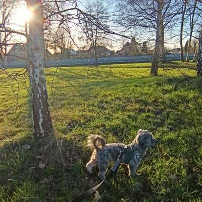 Hundetreffen-Spielrunde-Bild