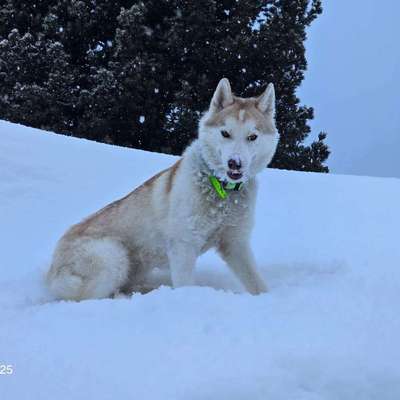 Hundetreffen-Wolfschlugen-Hardt-Profilbild