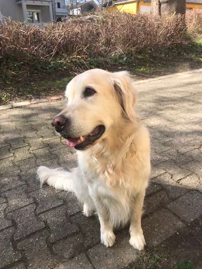 Golden Retriever-Beitrag-Bild
