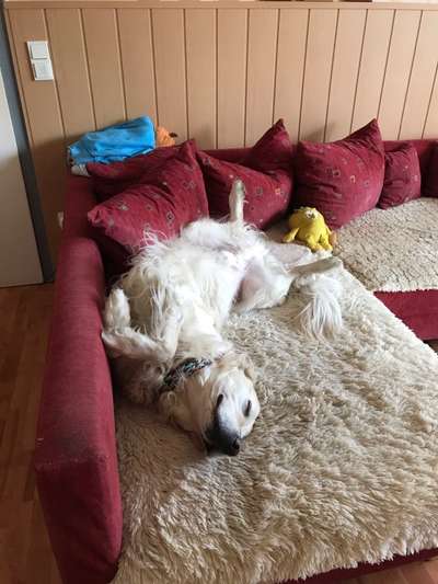 Zeigt mir die lustigsten Schlafpositionen eurer Fellnasen-Beitrag-Bild