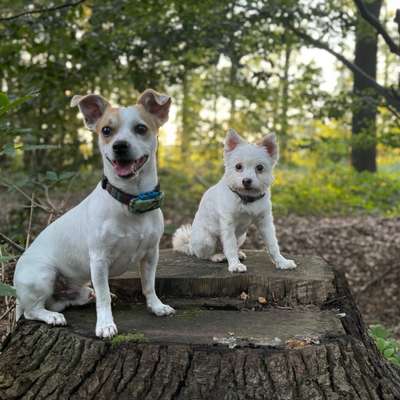 Hundetreffen-Treffen / Training,Spiel und nette Gesellschaft-Bild