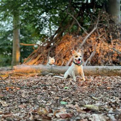 Hundetreffen-Treffen / Training,Spiel und nette Gesellschaft-Bild