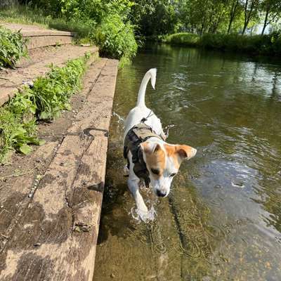 Hundetreffen-Treffen für Spaziergang, Training und Spielen gesucht-Bild