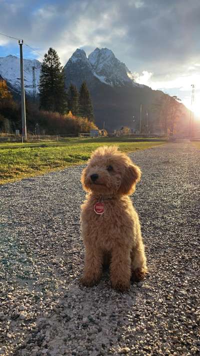 Dogorama Photo Challenge - Der Frühling kommt-Beitrag-Bild