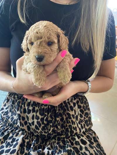 Das erste Bild eures Hundes-Beitrag-Bild