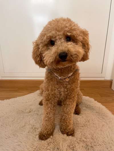 Zeigt her eure Pudel-Beitrag-Bild