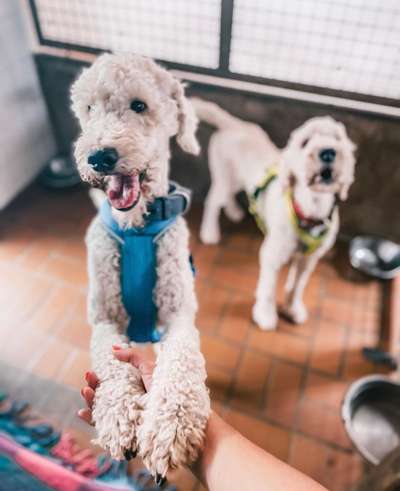 Zeigt her eure Pudel und Pudelmischlinge (:-Beitrag-Bild