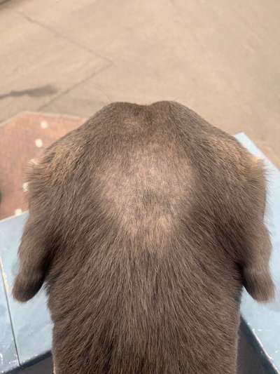 Blutige Pfoten, Kahle Stellen, Juckreiz - HILFE-Beitrag-Bild