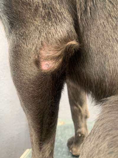 Blutige Pfoten, Kahle Stellen, Juckreiz - HILFE-Beitrag-Bild