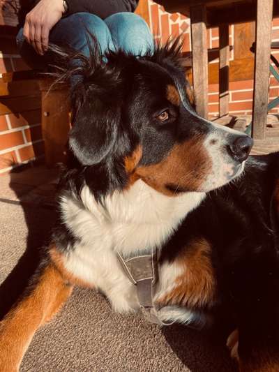 Berner Sennen-Beitrag-Bild