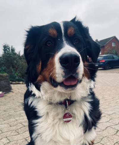 Berner Sennen-Beitrag-Bild