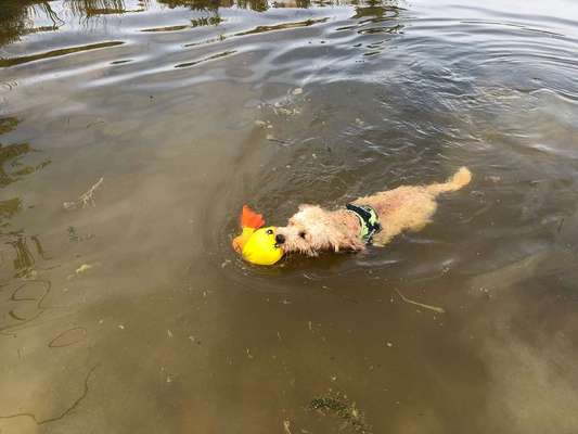 Dein Hund im Dogorama-Kalender 2021-Beitrag-Bild